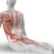 promofitness-artigo-reflexão estudo anatomia e fisiologia