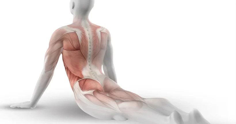 promofitness-artigo-reflexão estudo anatomia e fisiologia